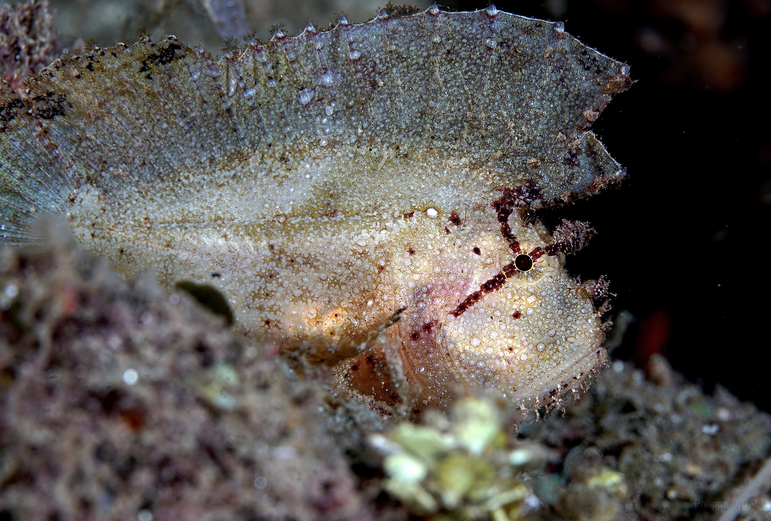 Banda Sea 2018 - DSC05642_rc - Leaf Scorpionfish - Poisson feuille - Taenianotus triacanthus.jpg